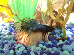 uropyia:  This is my Betta fish. His name