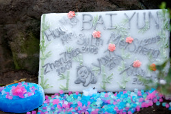 Giantpandaphotos:  Bai Yun Celebrated Her 22Nd Birthday At The San Diego Zoo In California,