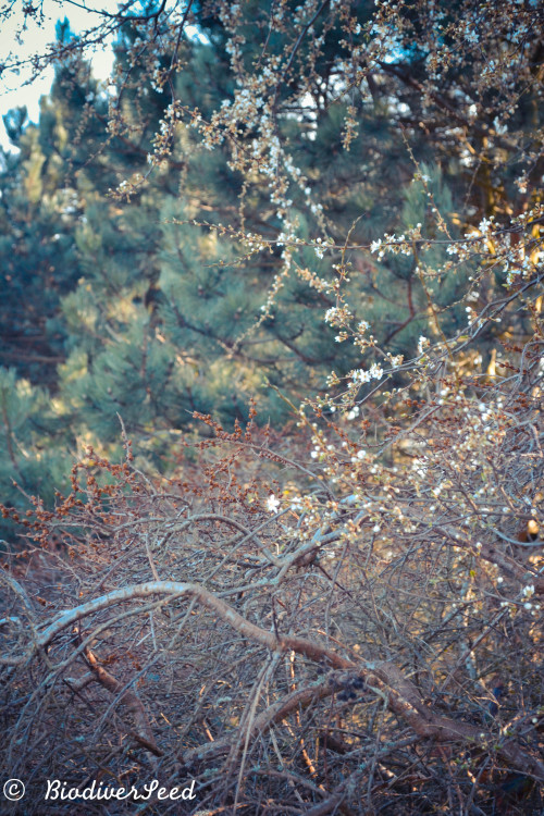 biodiverseed:Mirabelle Plums* (P. domestica subsp. syriaca) in bloomThough not native to Denmark, th