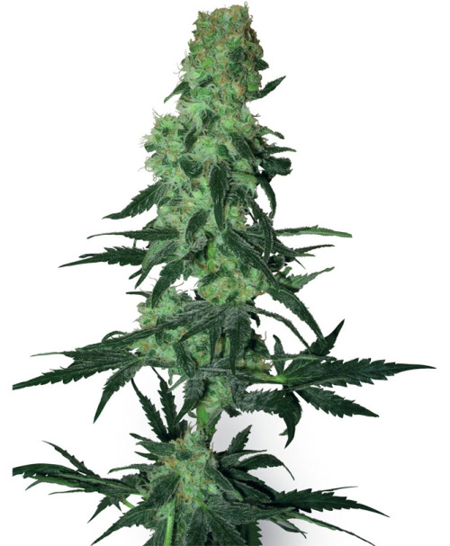 420insidevibes: Amnesia White Looks good