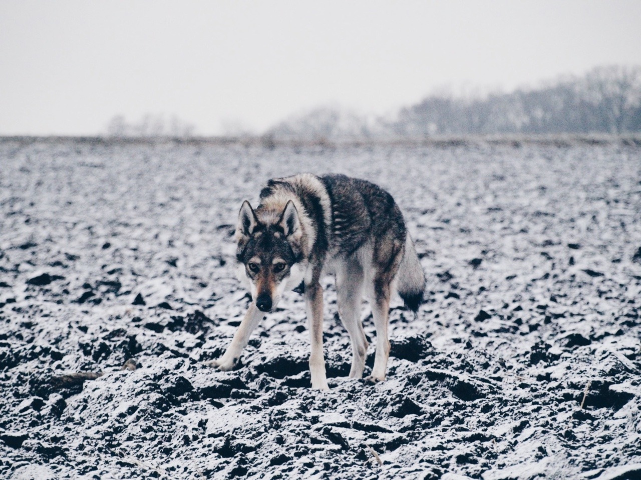 Beautiful Wolves