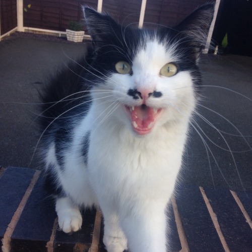 ikarus-incarnate:Moustache kitty