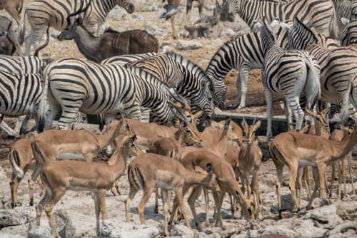 socialfoto: Overcrowded Waterhole… Etosha. Namibia by onkobrain #SocialFoto