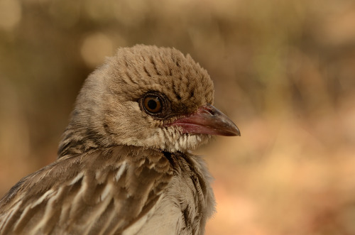 Are birds man’s best friend?They say dog is man’s best friend, but would you believe a bird could as