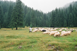 snoflinga:  men and sheep by whimsical jane on Flickr. 