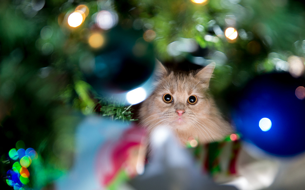 MostlyCatsMostly - Pookie Under Tree (by The Braineack)