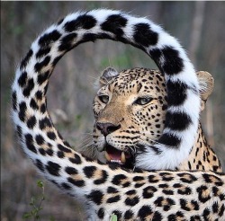 sandylamu:Leopard, Photo J Wightman