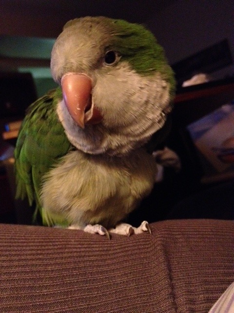 Rest in Peace Kica. My favourite bird in the world. You were as old as me, but had all the energy in