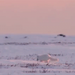 fluffygif - Arctic foxes hearing their prey under the...