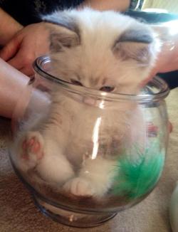 awwww-cute:  Reddit…meet Oliver! He’s still learning to cat