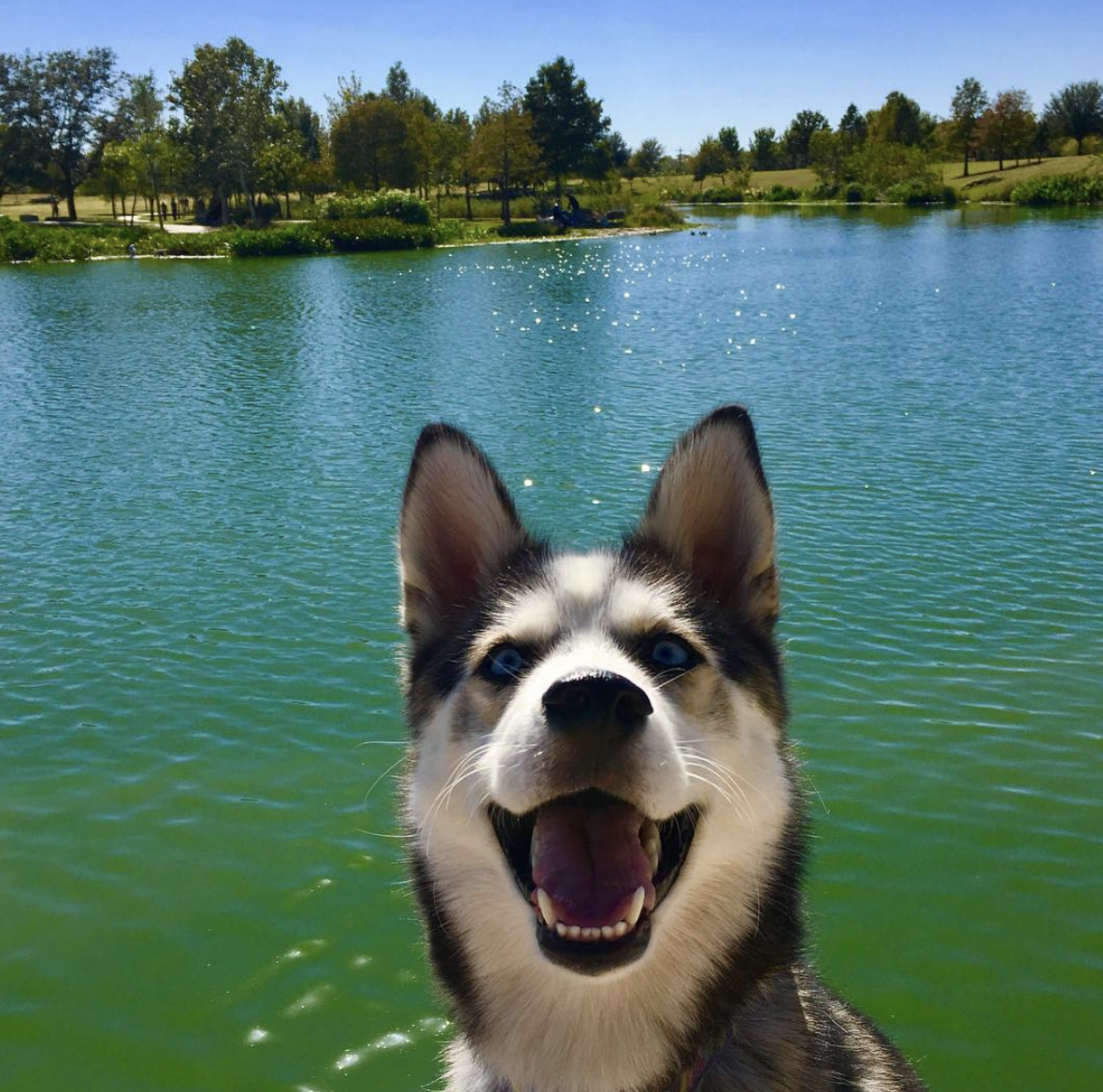 brookbooh:  This husky is wonderful@kikythehusky