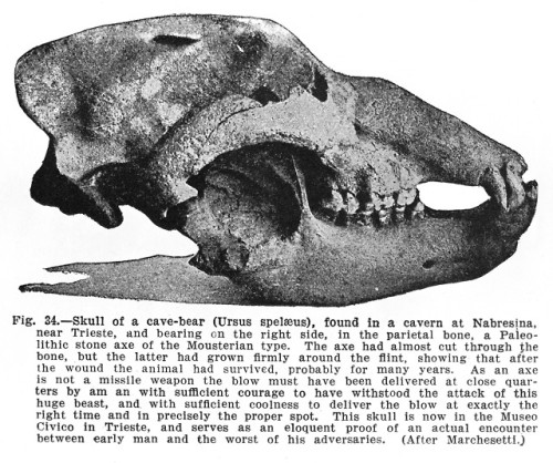 historyarchaeologyartefacts - Skull of a cave bear with a...