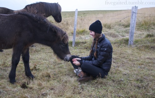 fivegaited:fivegaited:How do you tame a shy foal?   Step 1 - hide behind his mama Step 2 - offer him your hand Step 3 - feed cookies to his mama, watch him stare at you in amazement - the humans have CANDY??  He doesn’t like candy yet, but he will,