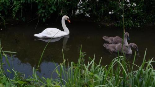 Swan and Cygnets.There are actually two swans here but they absolutely refused to allow me to get bo