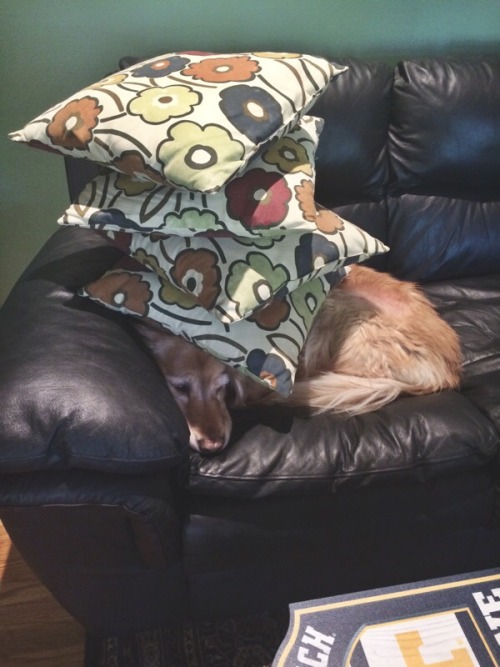 dyrus:  I offer some cute pics of my babies to help you crack a smile c:yes yes very good pillow fort