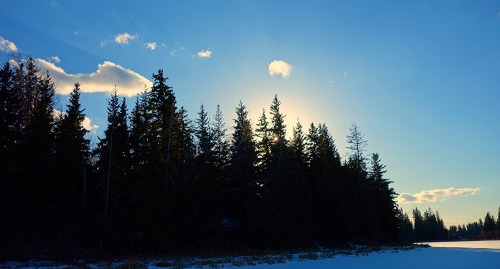 wapiti3:THE SLOWER YOU GO THE BIGGER YOUR WORLD GETS!hiking elk island march 18 2016my pics