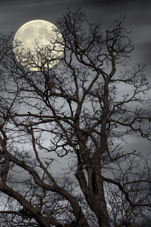 ancientdelirium:   (via 500px / Treetop Moon by Gene Linzy) 