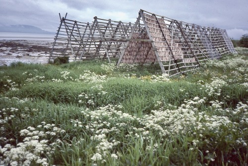 Torskefisk tørking stativer, Vigra, More og Rømsdal, 1984.At one time, Western Norway was the major 