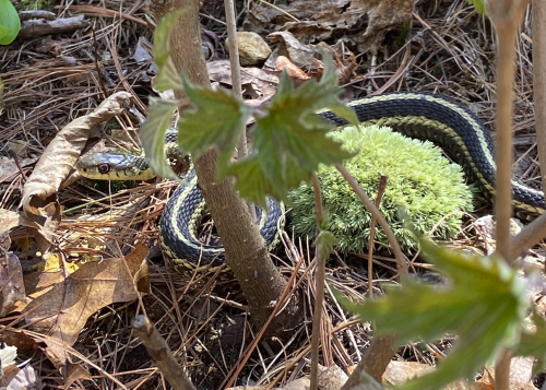 May 1st hike (well, walk, really) in Great Brook Farm State Park, in Carlisle MA.Top three: soft new