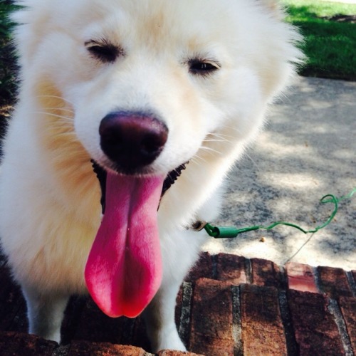 dat tongue
