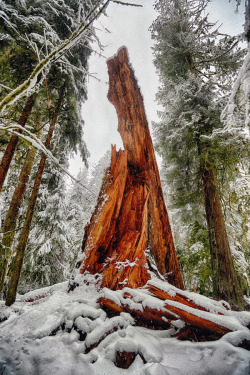 ponderation:  Cathedral Grove by Derek Harnanansingh