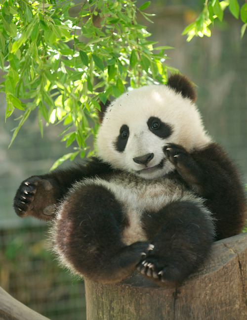fictionspulp:  Xiao Liwu at the San Diego Zoo, California, on April 28, 2013. © Rita Petita. 