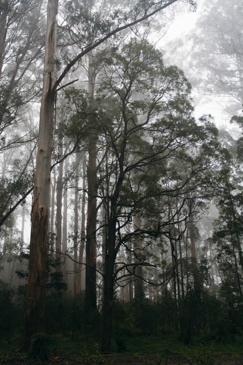 hullocolin: Wattle tree Jaccob McKay | Instagram | Tumblr | Facebook