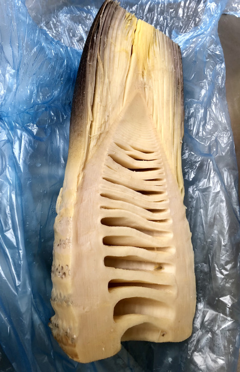 Have you ever seen the inside of a cooked takenoko (bamboo shoot)? Nature makes some pretty design, 