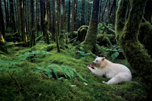 sixpenceee: In a moss-draped rain forest in British Columbia, towering red cedars live a thousand ye