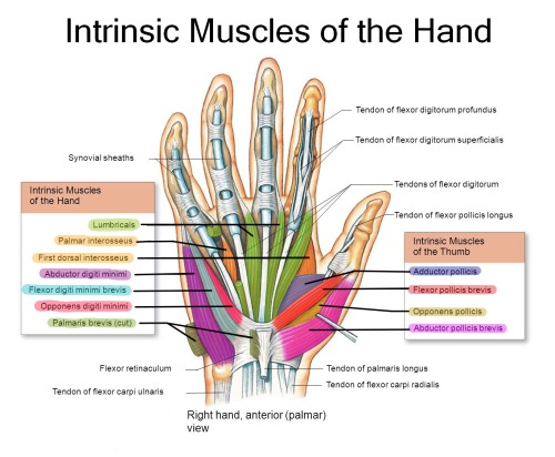 intrinsic and extrinsic muscles of the hand