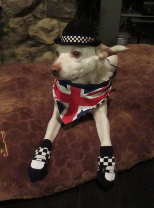 Here’s world famous dog model, Rory, modeling the latest in Harajuku Lovers Pets fashion by Gw