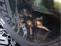 adorablespiders:  Brugal my green bottle chillin, Orange Juice my OBT got so big! And Princess my p. Metallica being beautiful :) 
