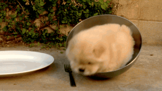myslutbelongstome:  OMG…the one in the bowl.  And the one with the eyes in the