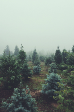 expressions-of-nature:  by Emily Taylor