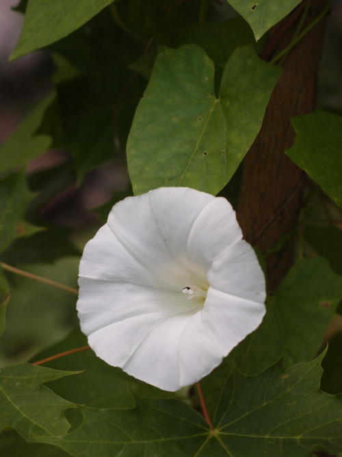 Calystegia sepium — hedge bindweed