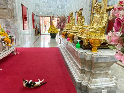 Just a kitty who is probably praying for a furrrever family and lots of treats☸️. . . #temple #in