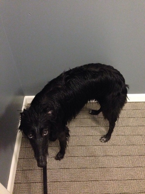 turnipfritters: king-in-yellow: look it’s not my fault that you have to pee outside and can&rs