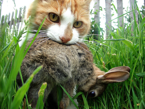 furything:  predator 