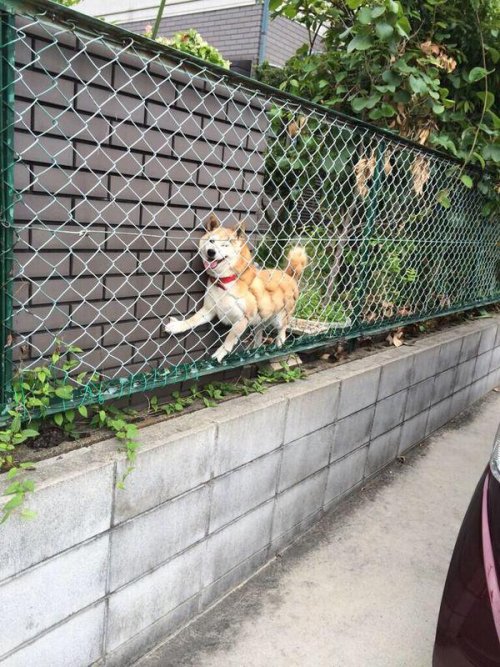 Animal snaps