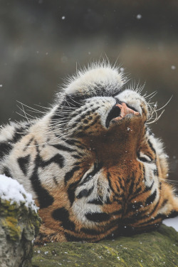 gentscartel:  Snow Lover // GC