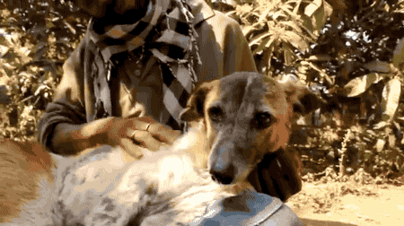 gifsboom: Dog unable to walk gets physical therapy . [video]
