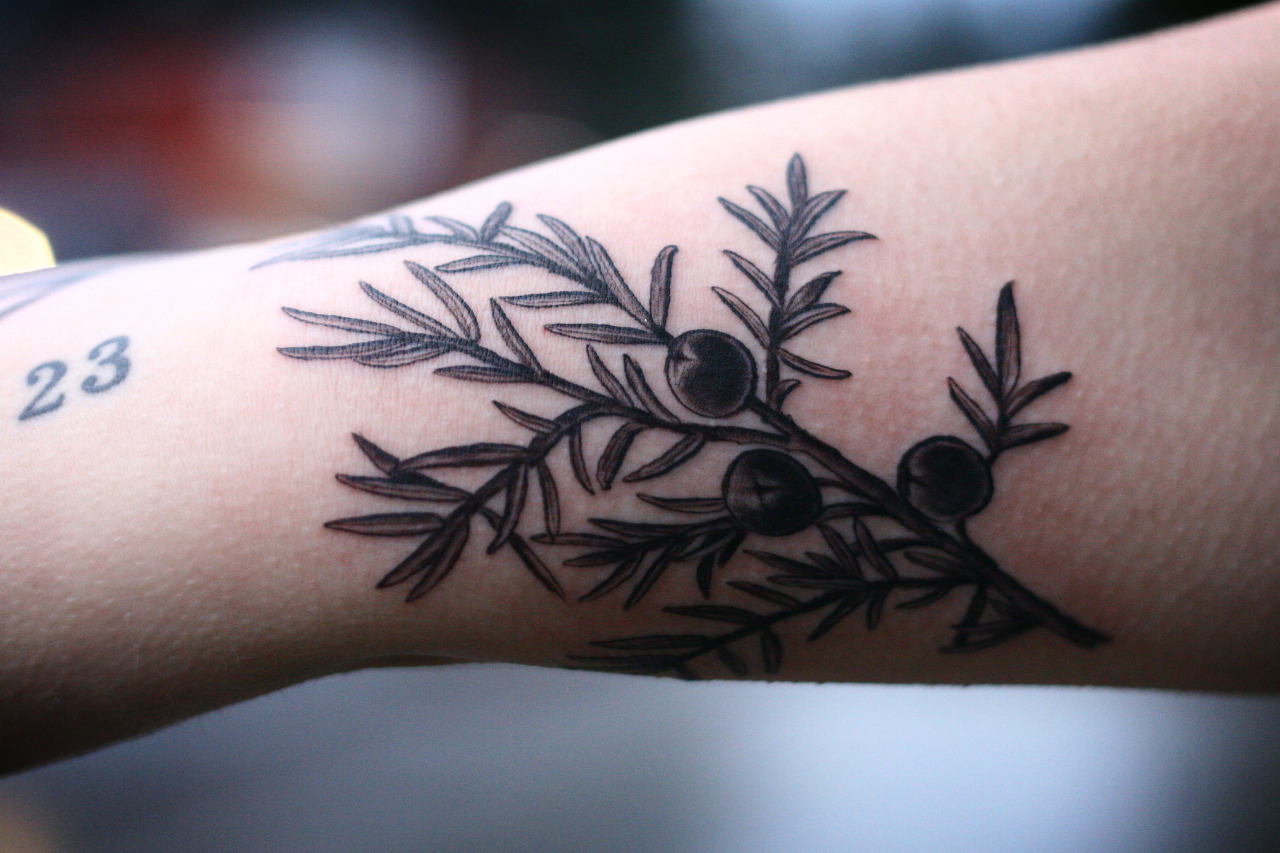 Juniper branch by tattooist Spence zz tattoo  Tattoogridnet