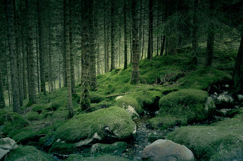 worldofgrania: Forest by aniagett on Flickr.