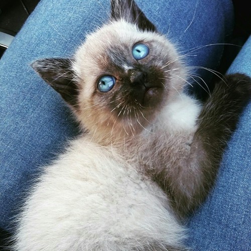 sadlypoetry:My kitty is so beautiful, her eyes are like the sky ☁