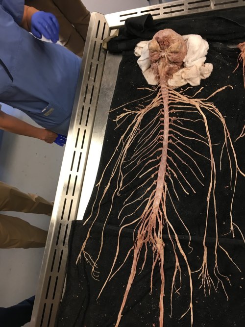 THANK YOU MR NERVOUS SYSTEM