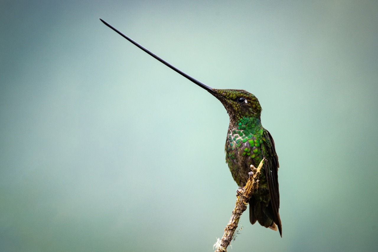 Sword-billed hummingbird - the longest beak to body ratio of any bird [7216x4811] [OC] #AnimalPorn#PicsBae#Fashion#Art#Landscape#Illustration#Vintage#Design#Beauty#Elegant#Perfect