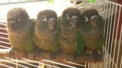 beakybirds:  I just melt when they sit like this. {four baby green cheek conures - almost weaned!}