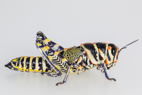 onenicebugperday:Rainbow grasshopper aka painted grasshopper aka barber pole grasshopper, Dactylotum