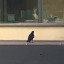 dumbbirdwithhands