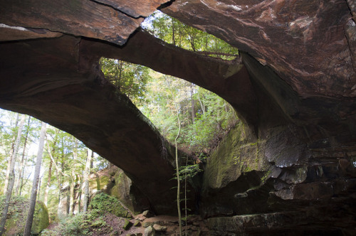 williamsranch:Natural Bridge Park, Alabama by fisherbray on Flickr.